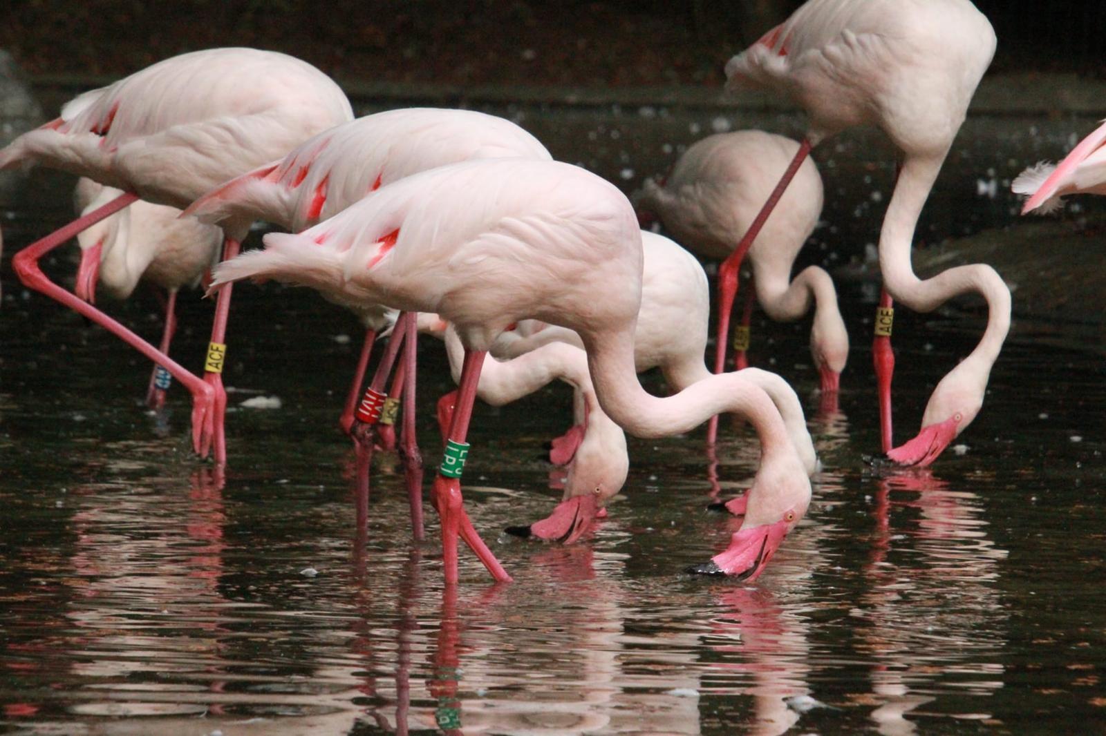 FLAMINGI