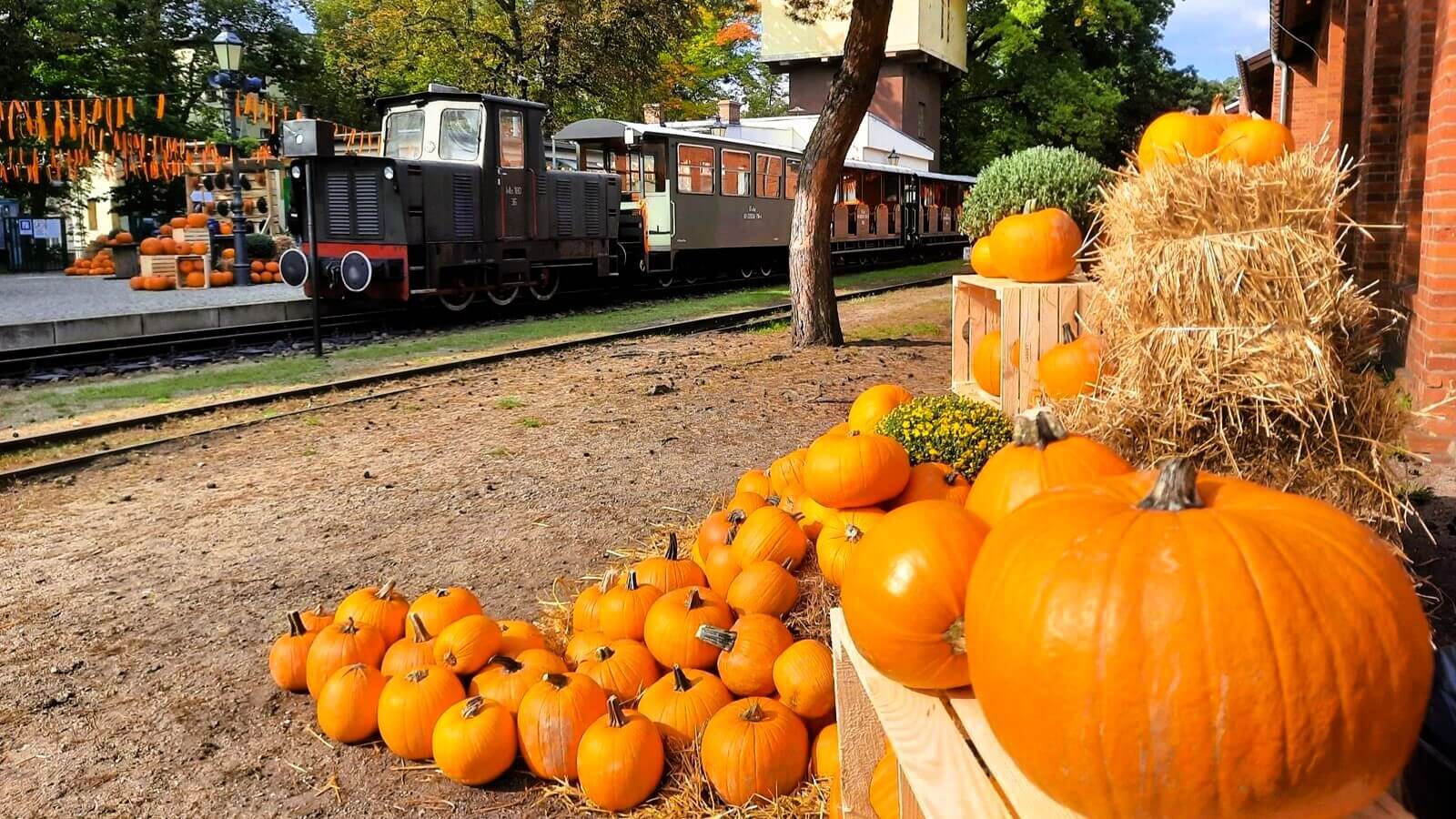 Farma dyniowa Rudy Raciborskie