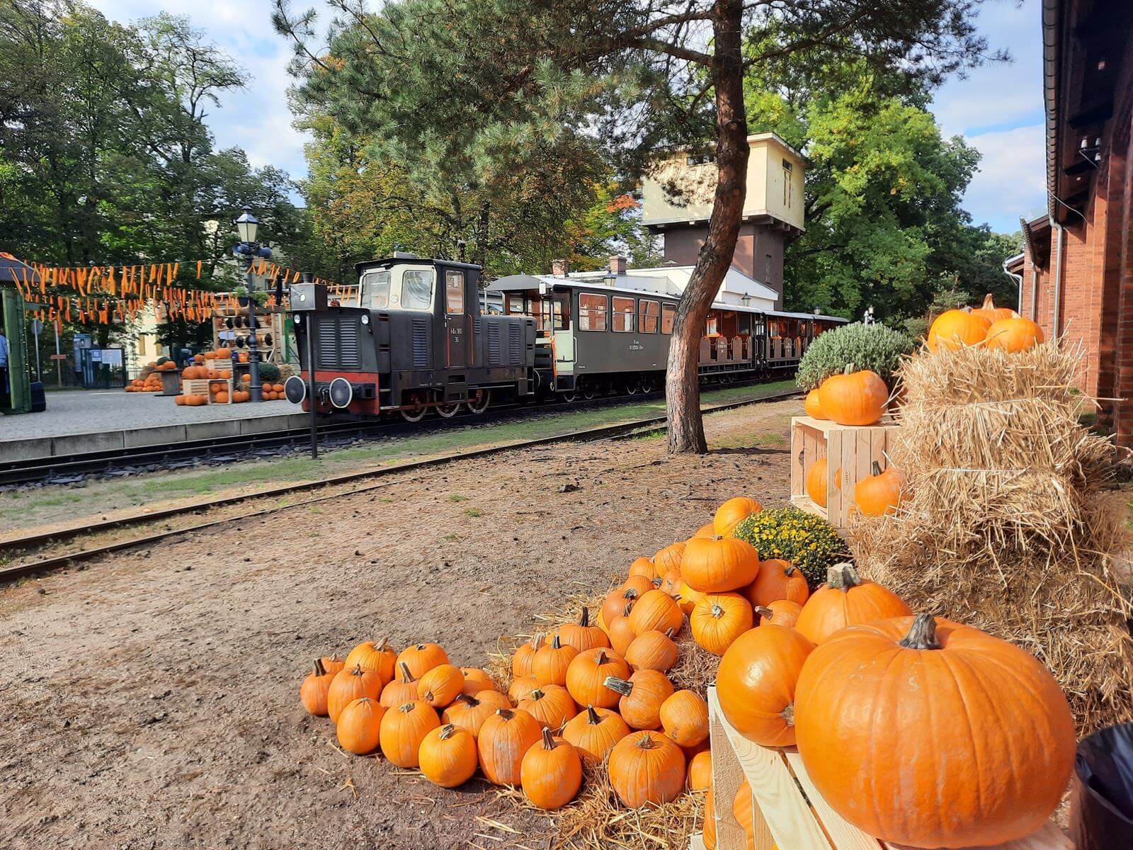 Farma dyniowa Rudy Raciborskie
