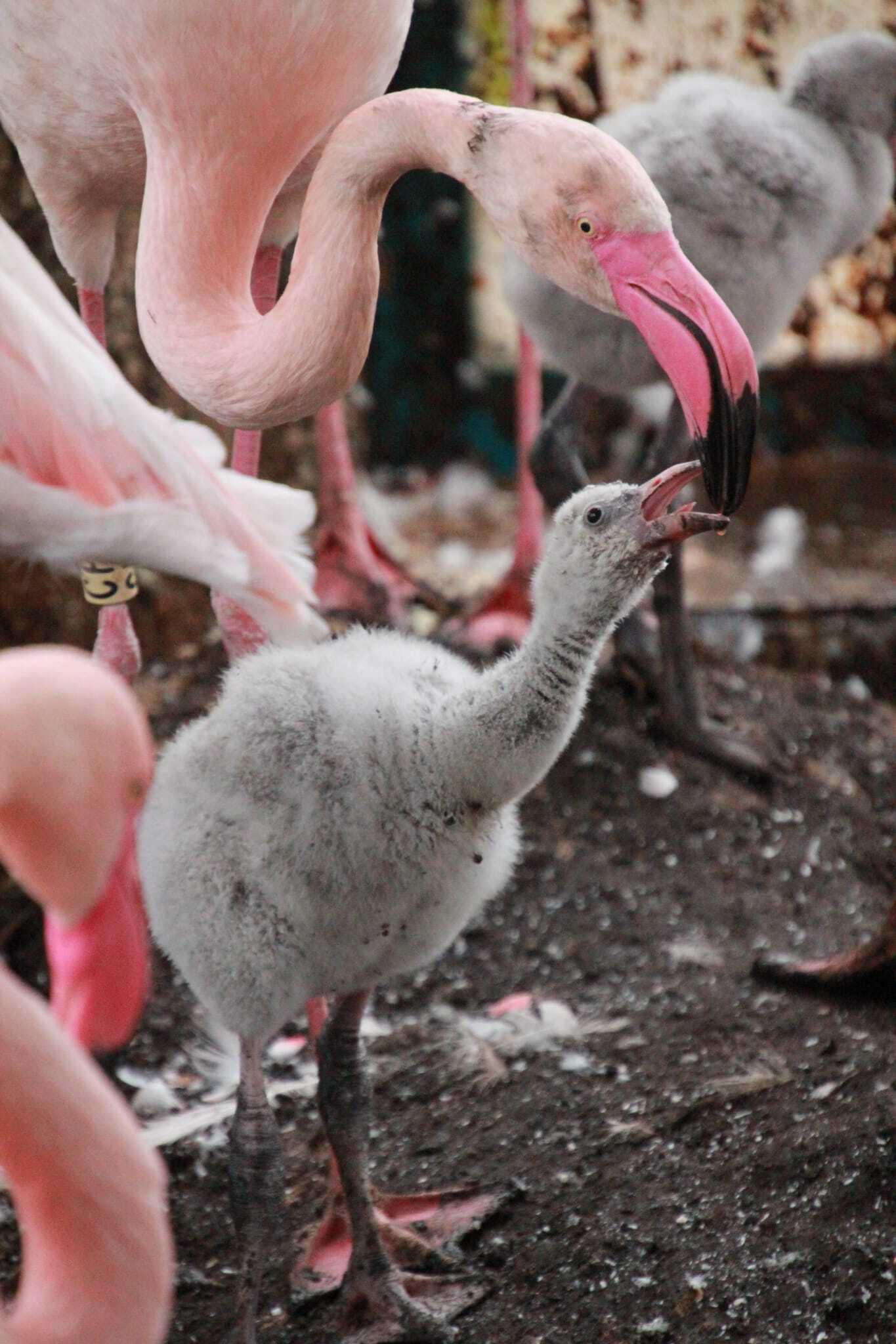 Młode flamingi w śląskim zoo