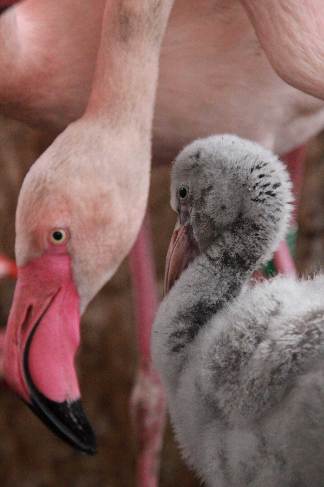 Młode flamingi w śląskim zoo
