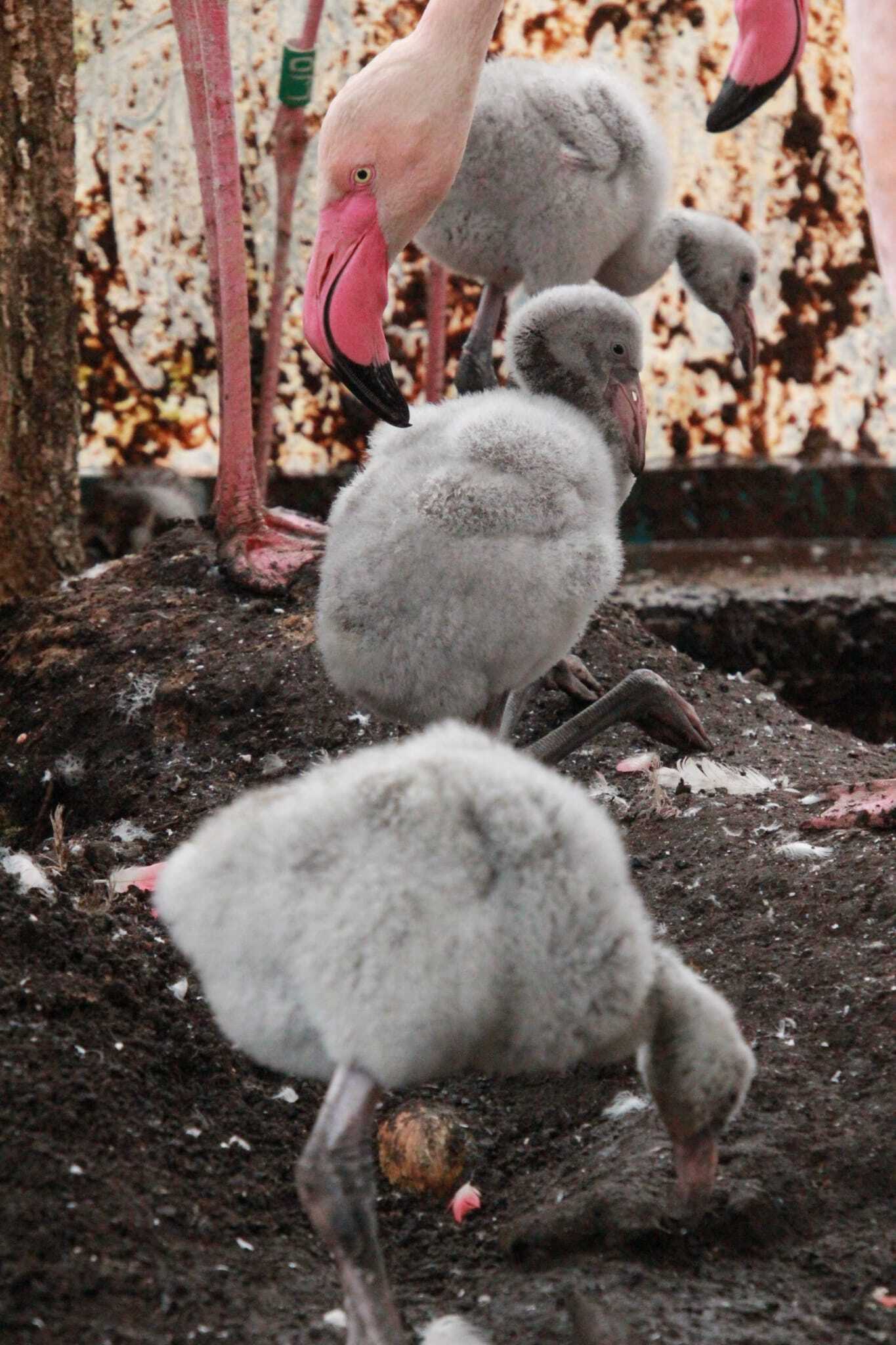 Młode flamingi w śląskim zoo