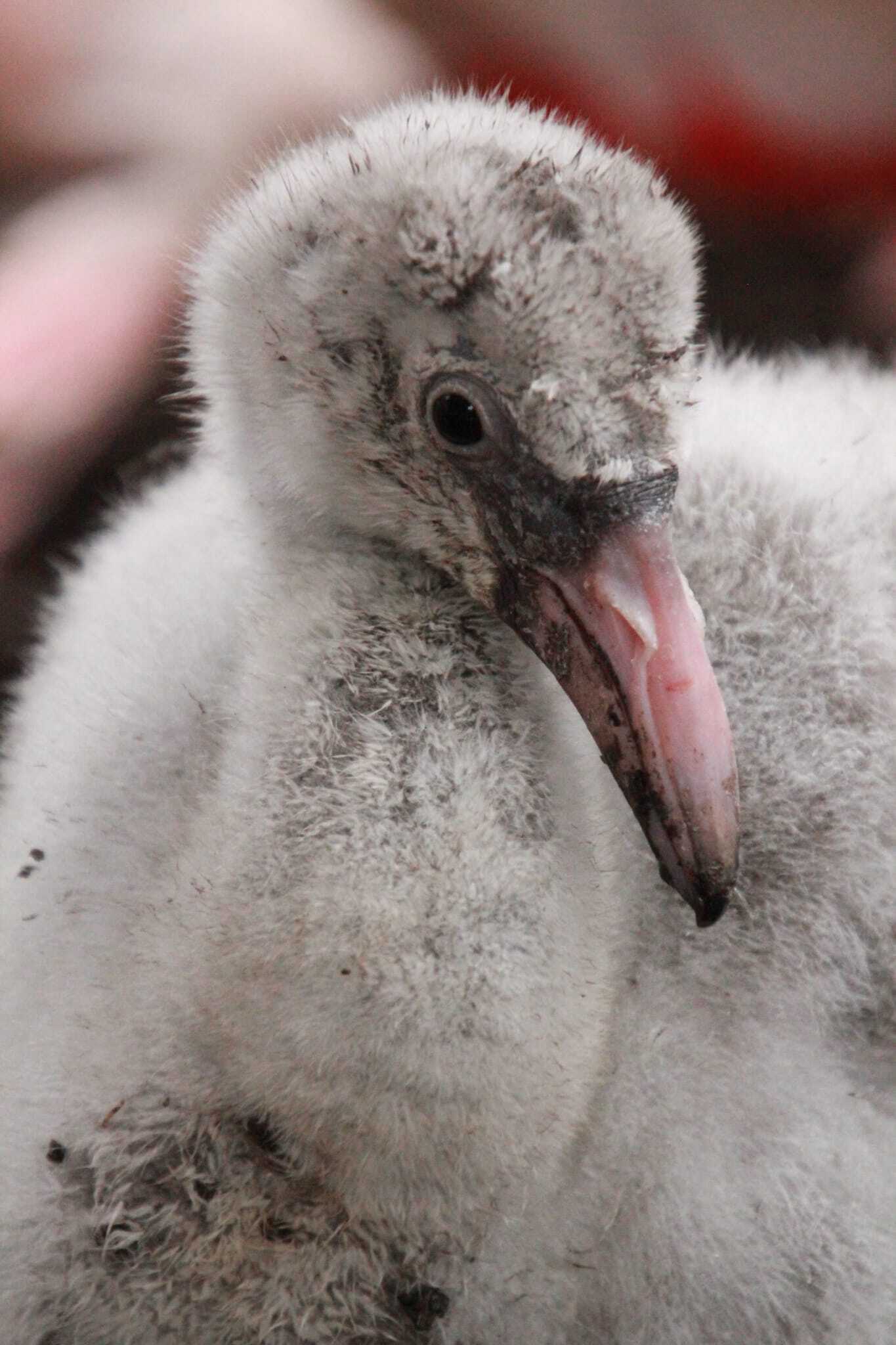 Młode flamingi w śląskim zoo