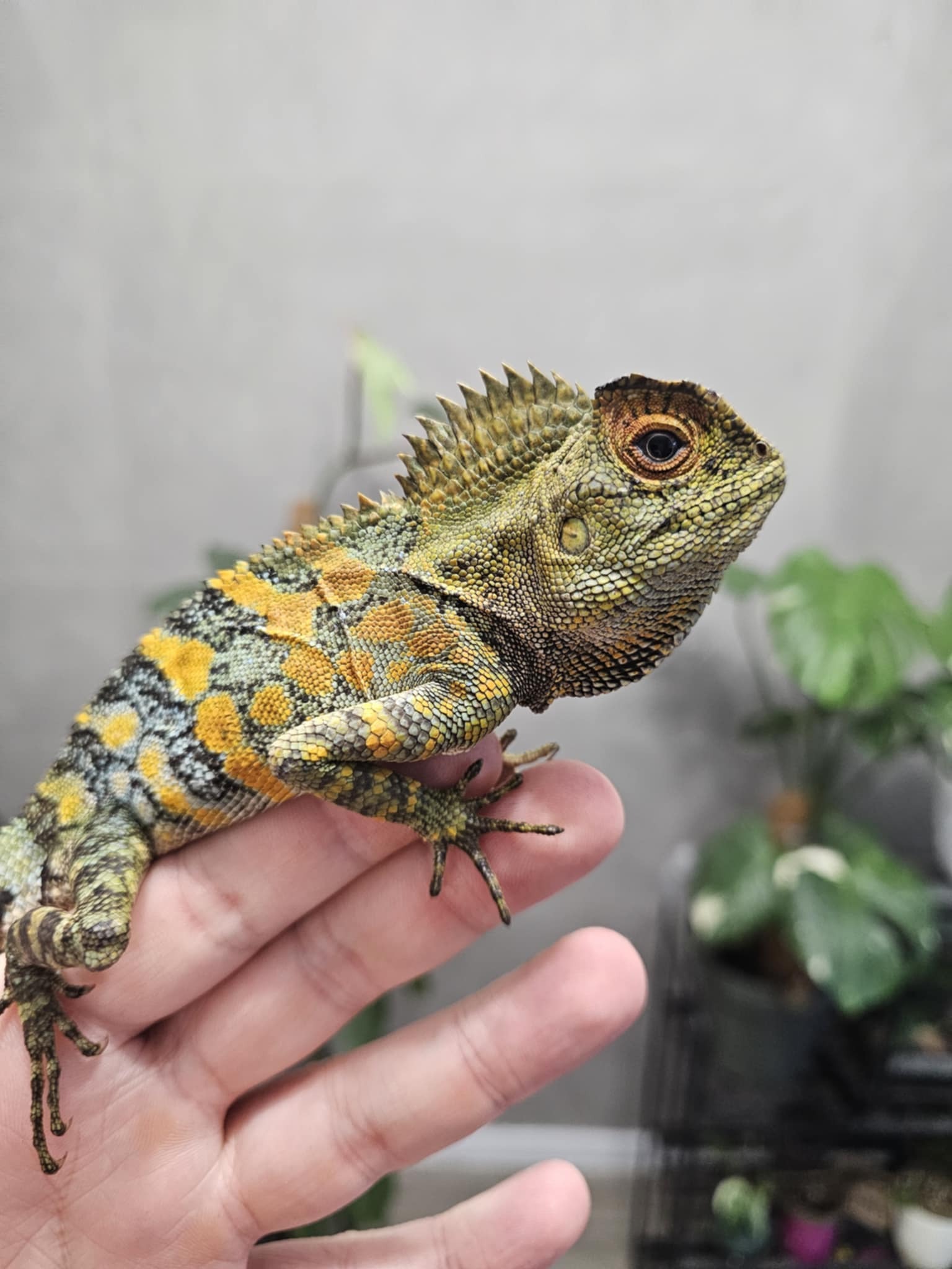 Gonocephalus chamaeleontinus