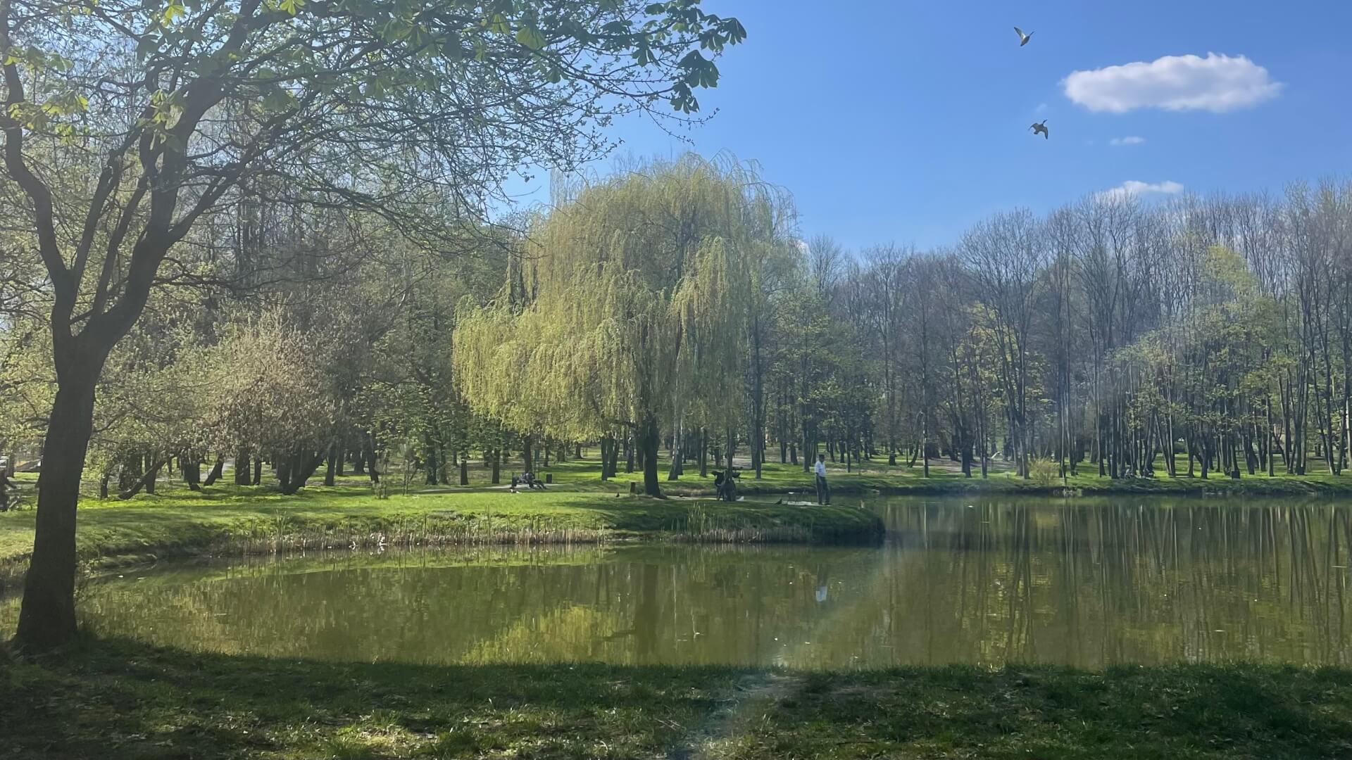 Staw Michałkowicki w Siemianowicach Śląskich