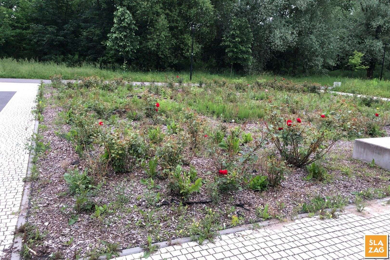 Myslowice Park Promenada Fot Robert Lechowski 2026 06 12 04 Kadr