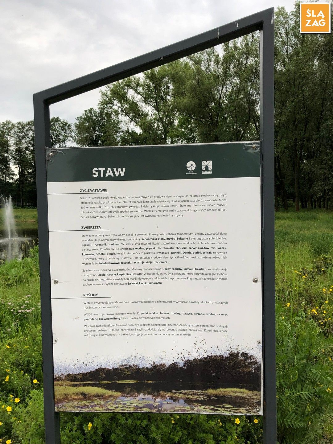 Myslowice Park Promenada Tablica Informacyjna Przyroda Fot Robert Lechowski 2026 06 12 01