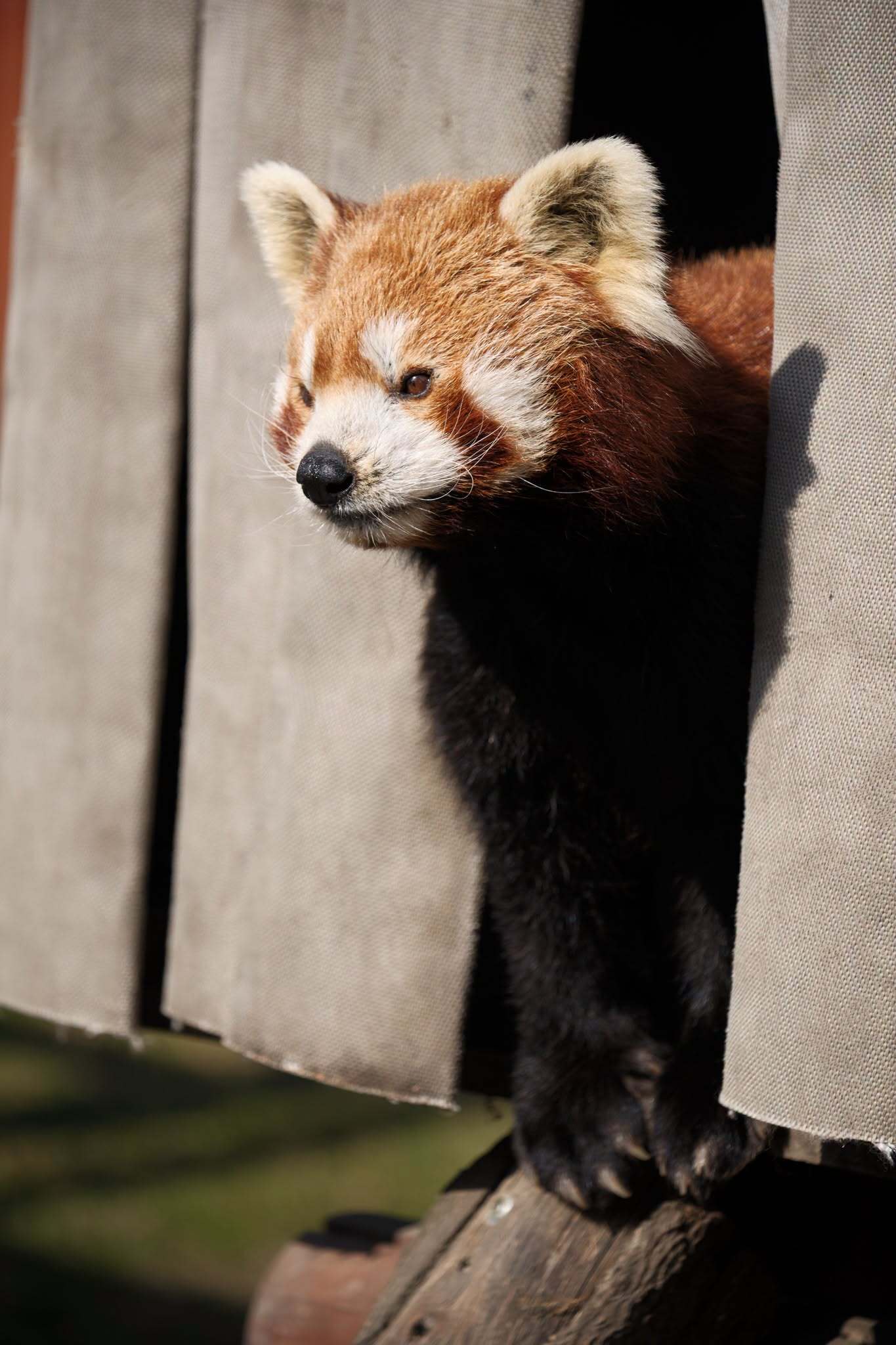Nie żyje Ping - panda ruda z chorzowskiego zoo