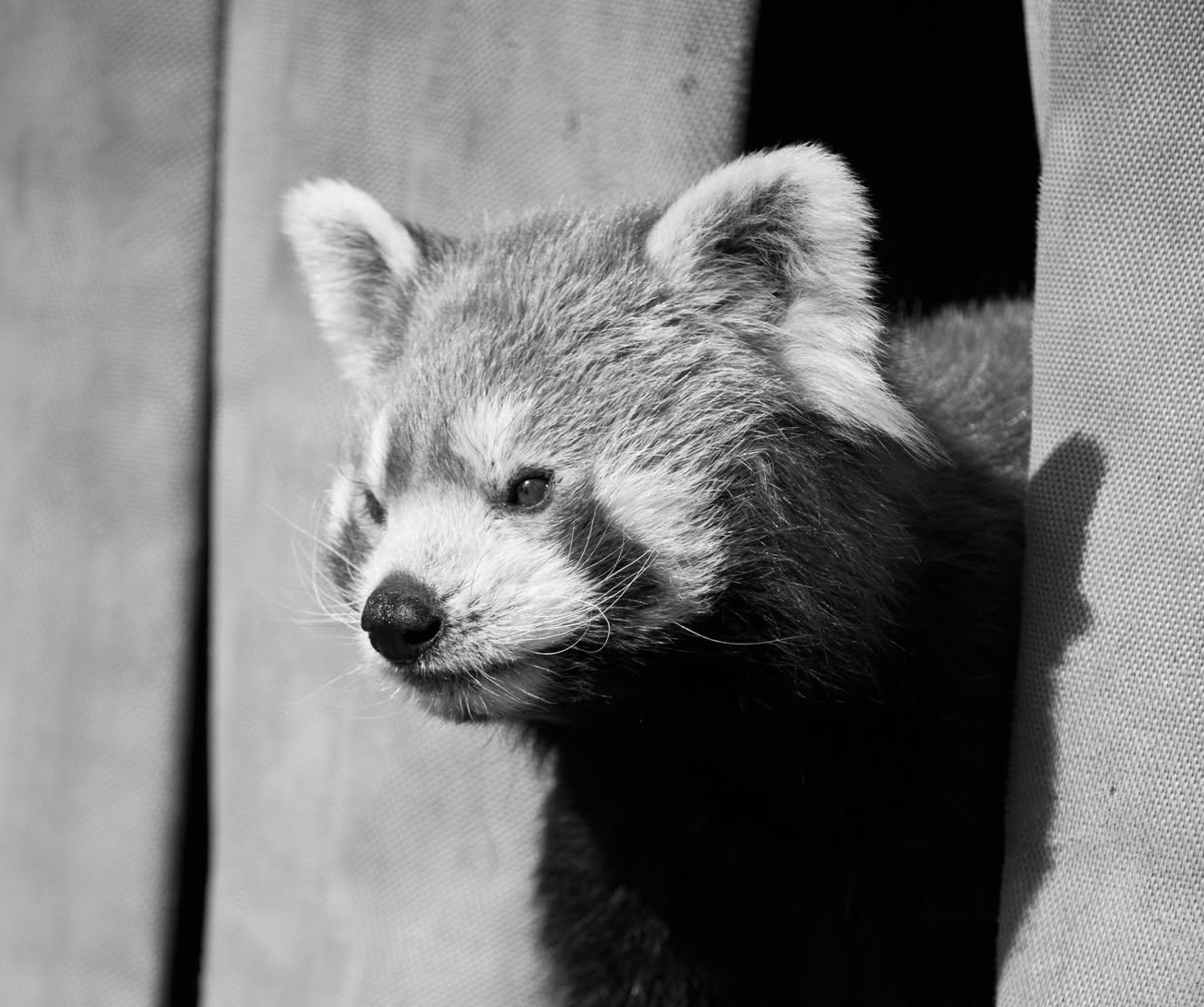 Nie żyje Ping - panda ruda z chorzowskiego zoo