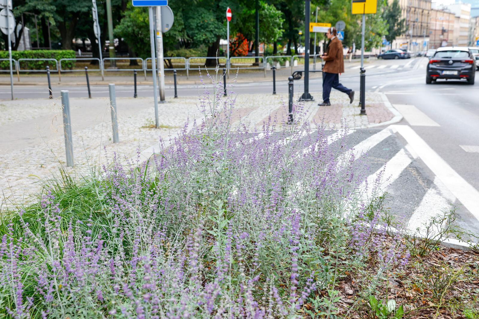 Nasadzenia Zielony Budżet Katowice
