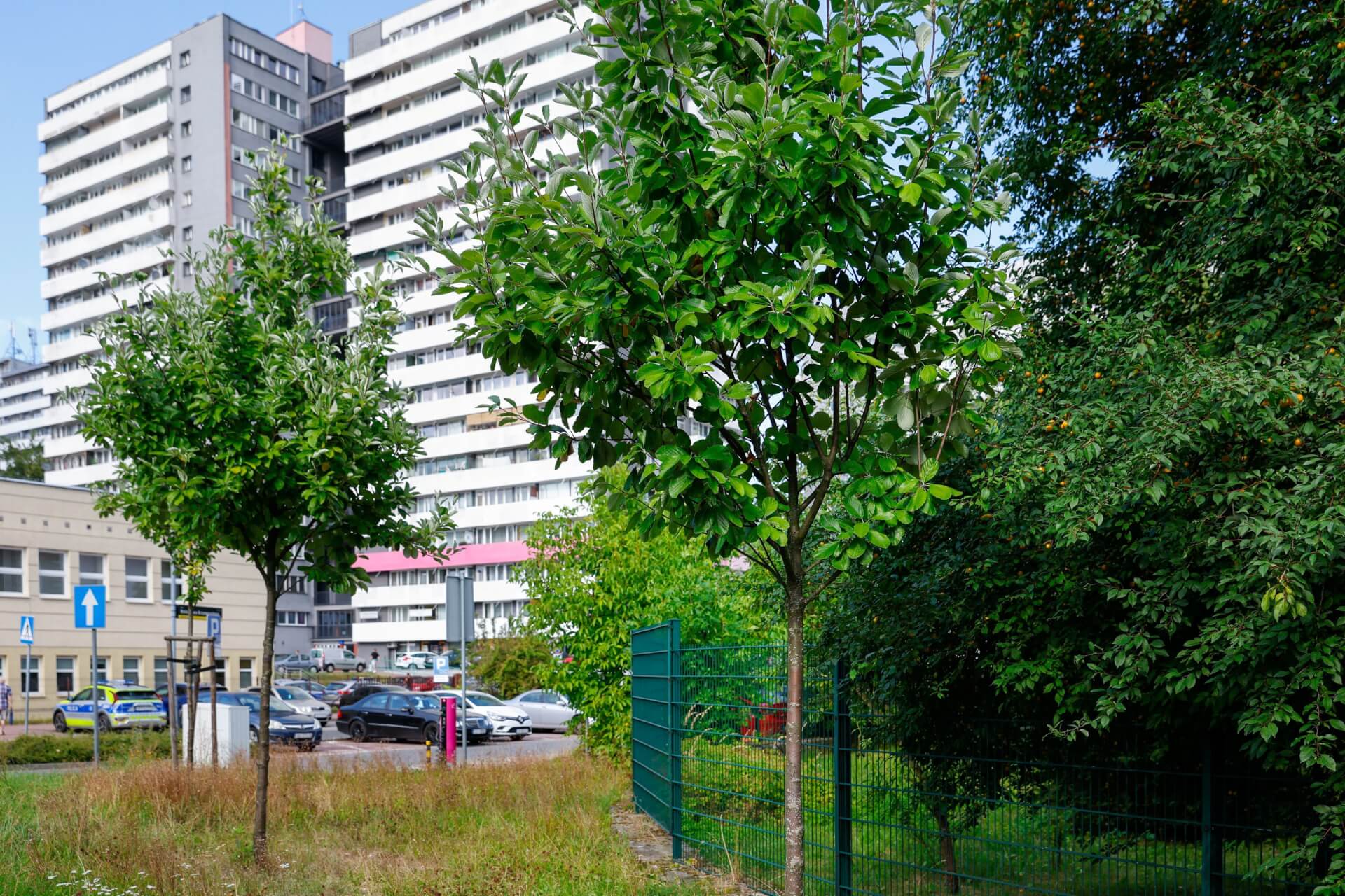 Nasadzenia z Zielonego Budżetu zrealizowane w poprzednich latach fot KAW
