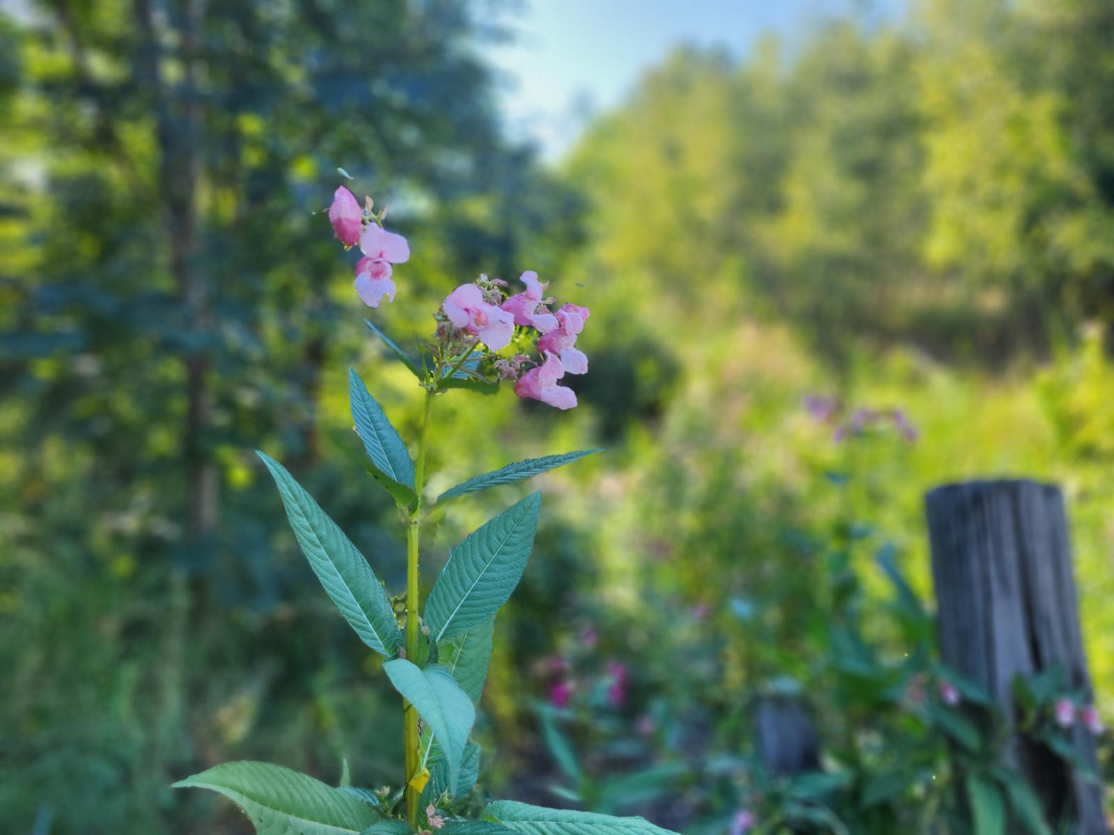 Niecierpek gruczołowaty Impatiens glandulifera przedstawiciel obcego gatunku inwazyjnego