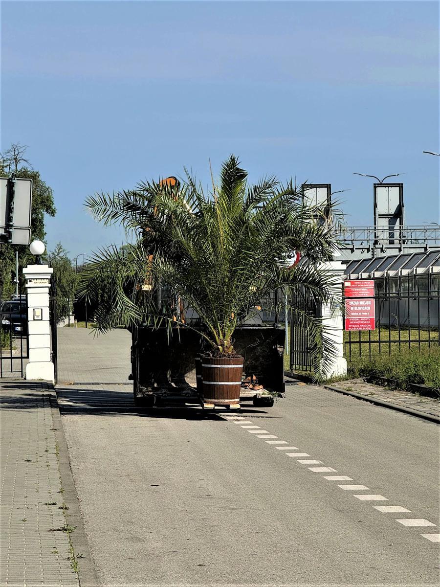 Palmy w Gliwicach