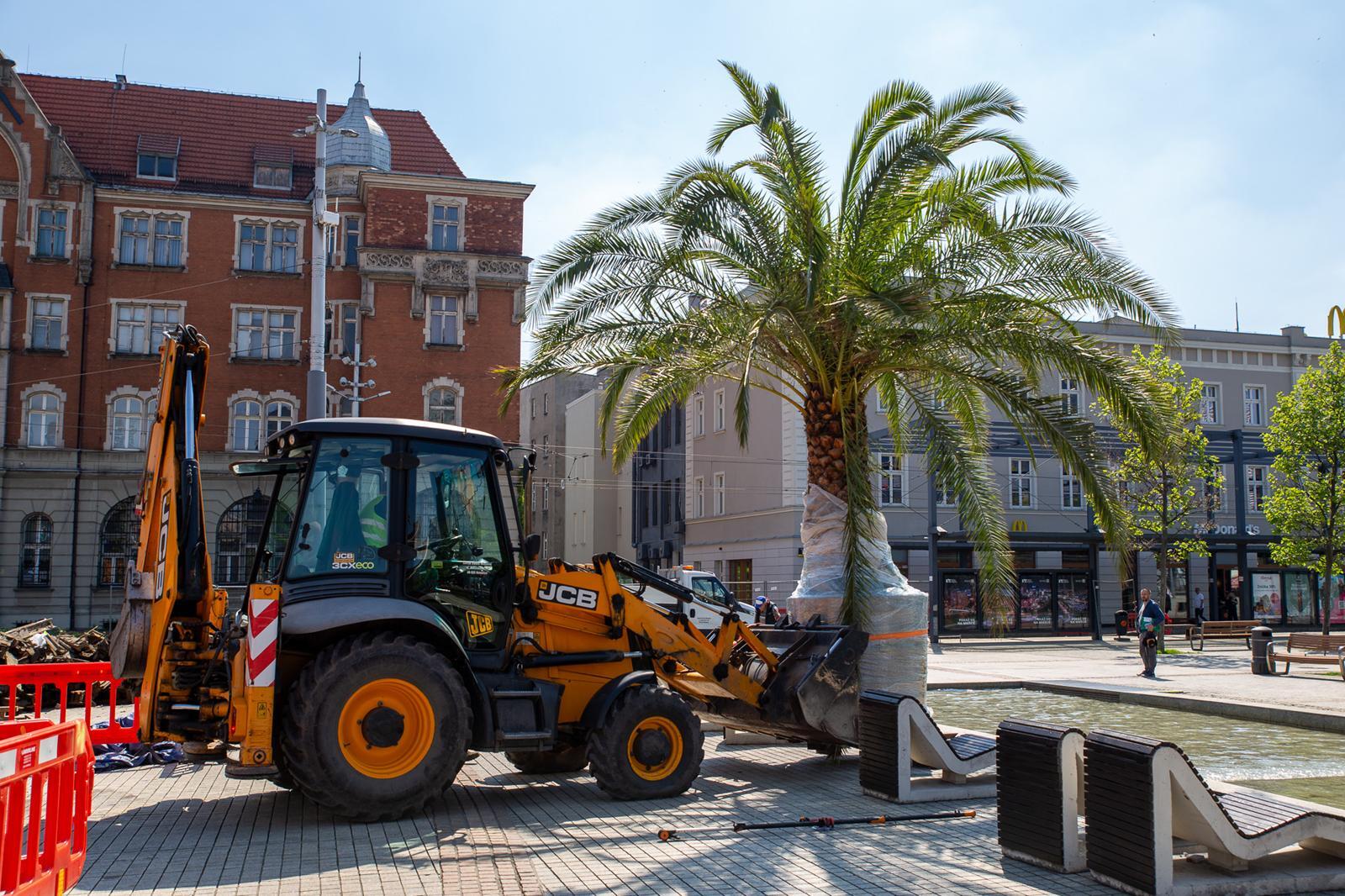 Palmy Rynek Katowice 2026