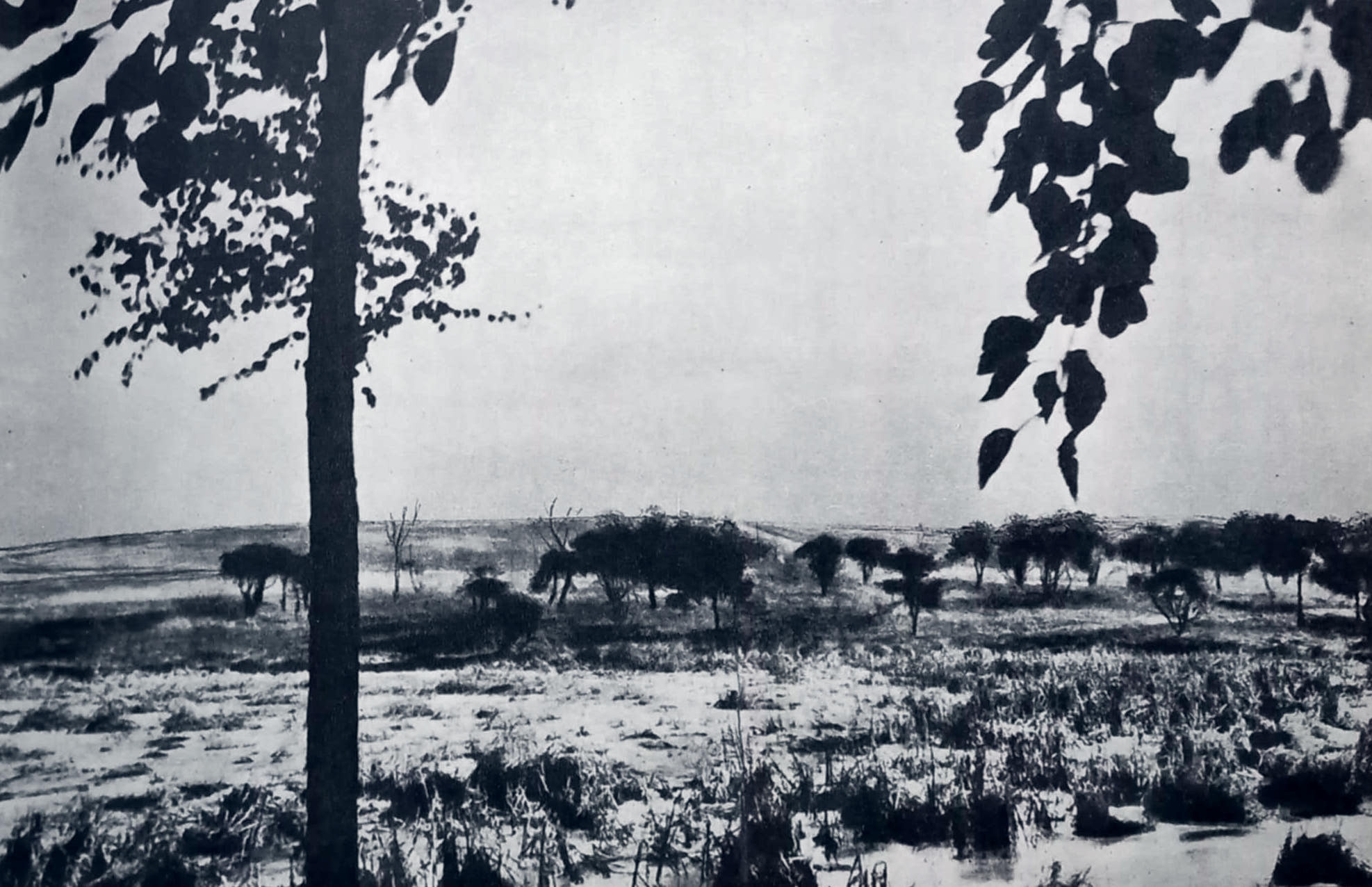 Park Śląski na dawnych zdjęciach. Tak było, nim urosły drzewa.
