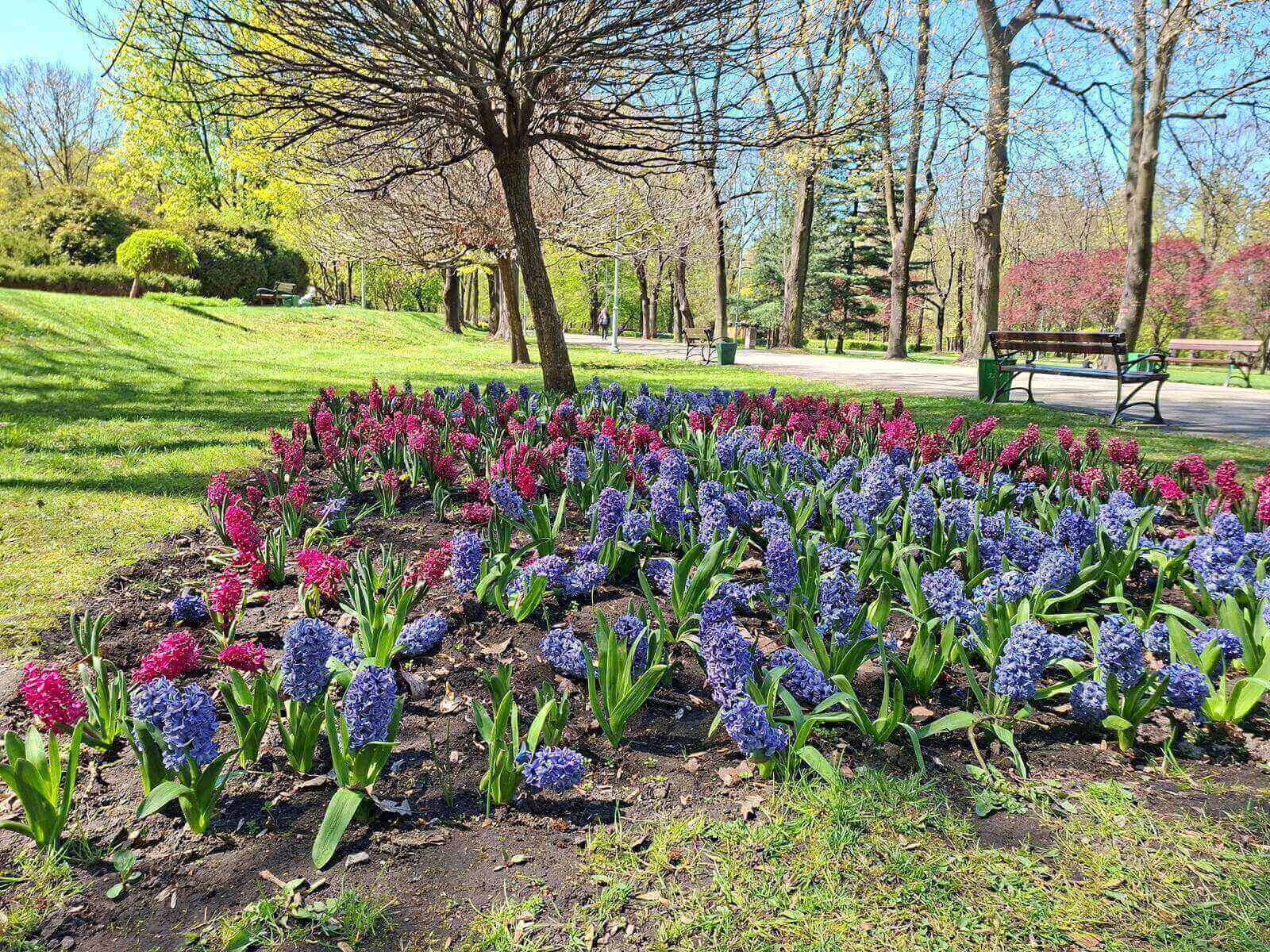 Rabata z hiacyntami, Park Kościuszki