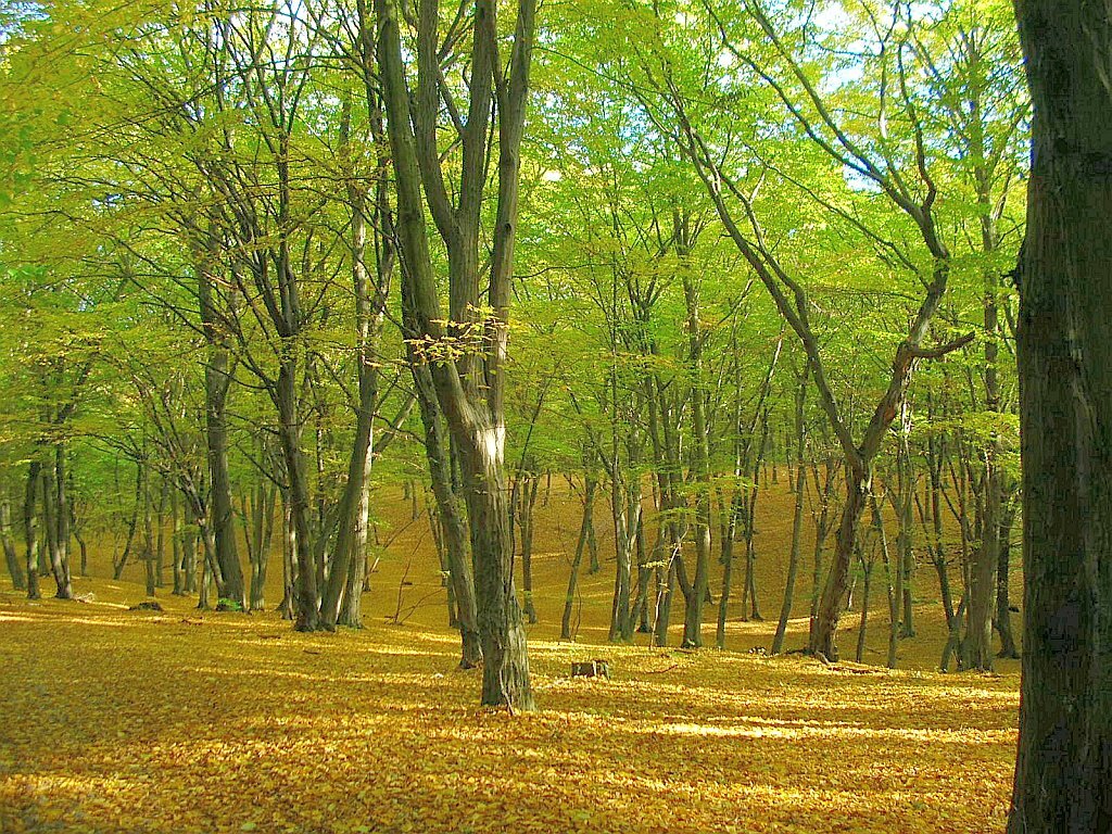 Park Myślęcinek w Bydgoszczy to największy park miejski w Polsce