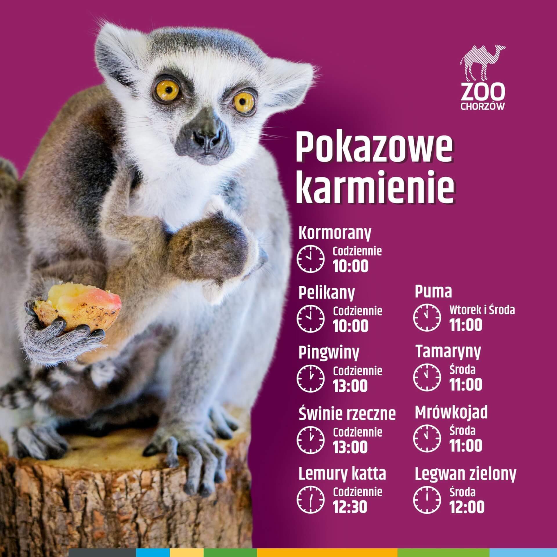 Pokazowe Karmienia zoo