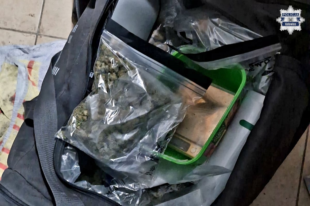 Lauba bezprawia. Katowiczanin trzymał kilogramy narkotyków... na ogródku działkowym