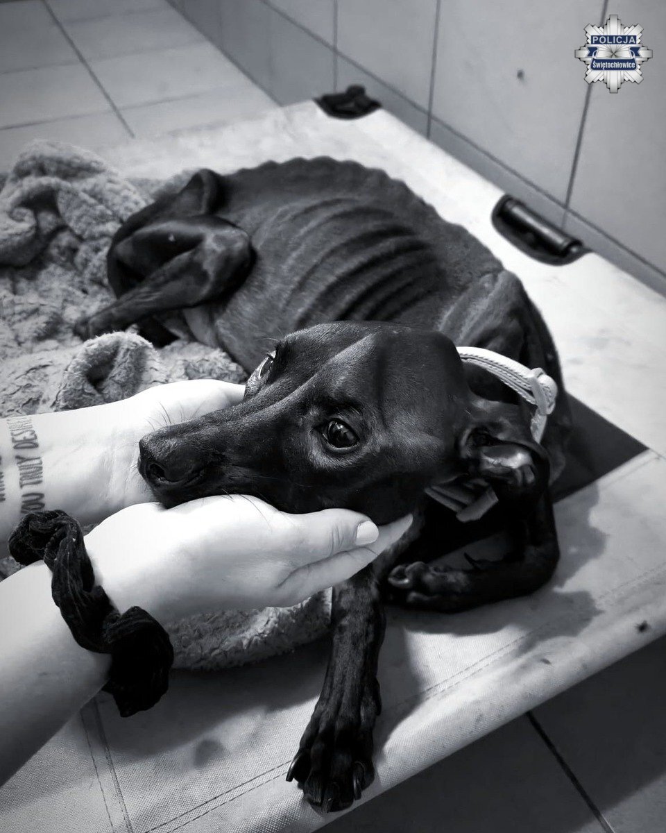 Bestialskie zachowanie mieszkanki Świętochłowic. Znęcała się nad psem. Zwierzę nie przeżyło