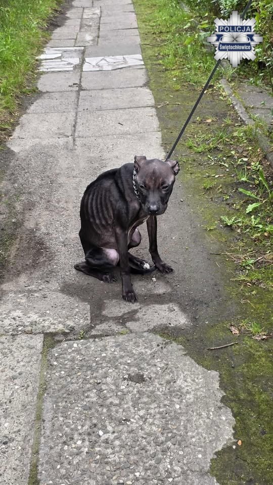 Bestialskie zachowanie mieszkanki Świętochłowic. Znęcała się nad psem. Zwierzę nie przeżyło