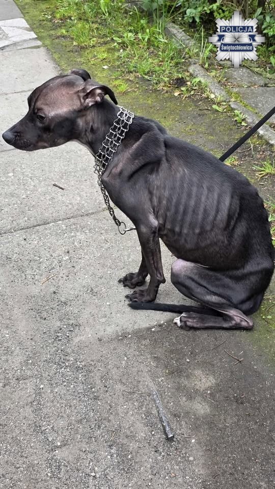 Bestialskie zachowanie mieszkanki Świętochłowic. Znęcała się nad psem. Zwierzę nie przeżyło