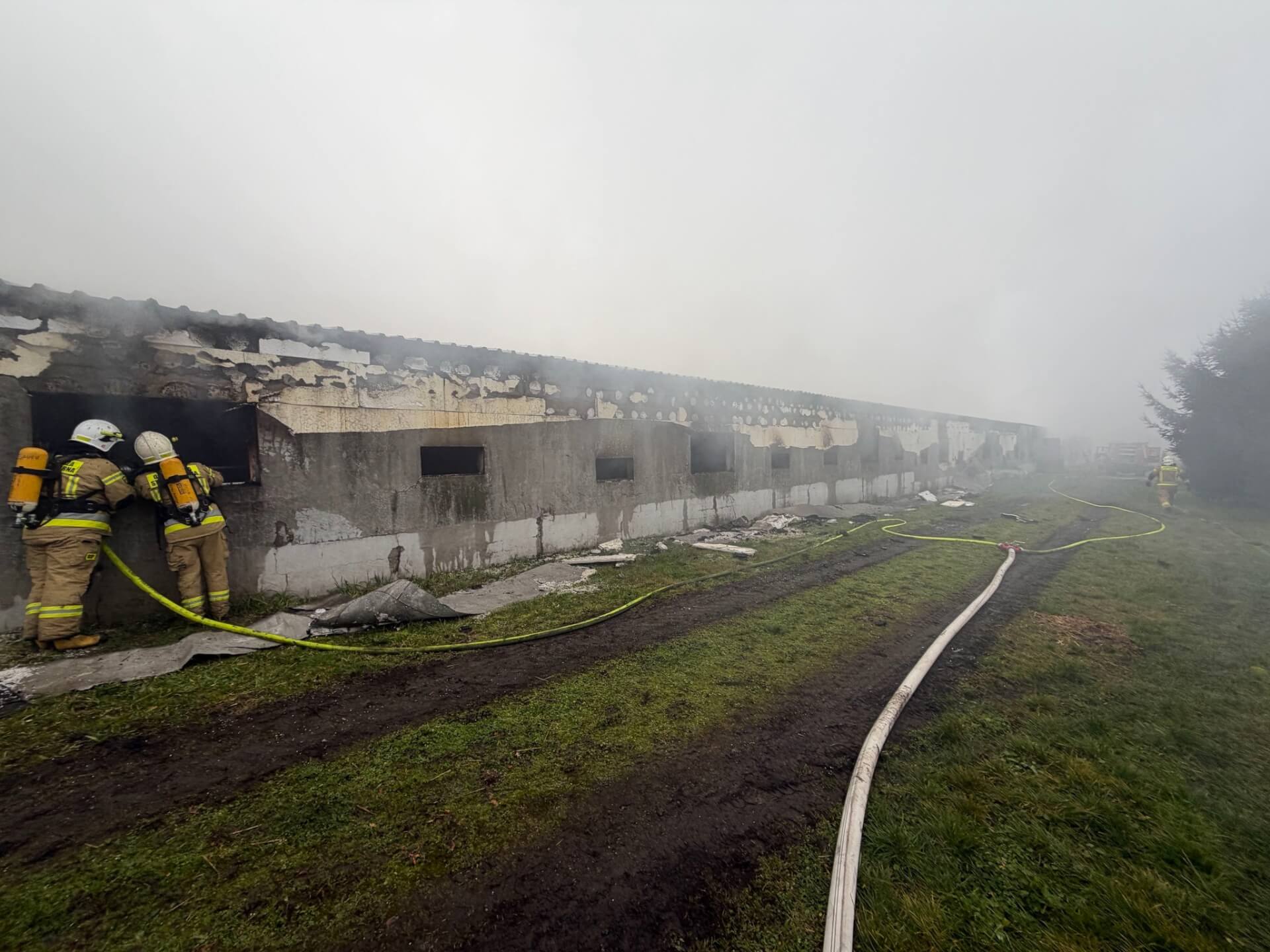 W pożarze kurnika zginęło około 23 tysięcy kurcząt