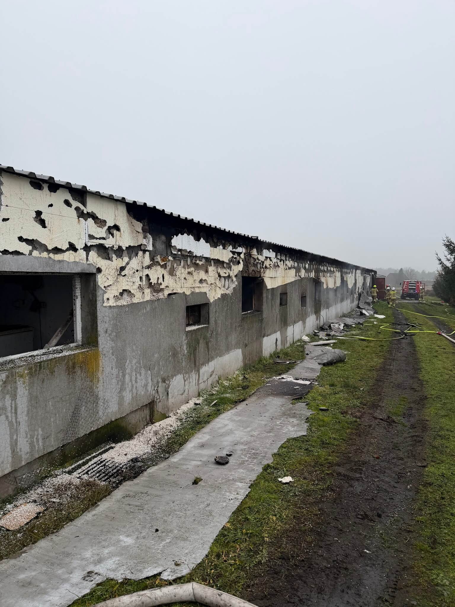 W pożarze kurnika zginęło około 23 tysięcy kurcząt