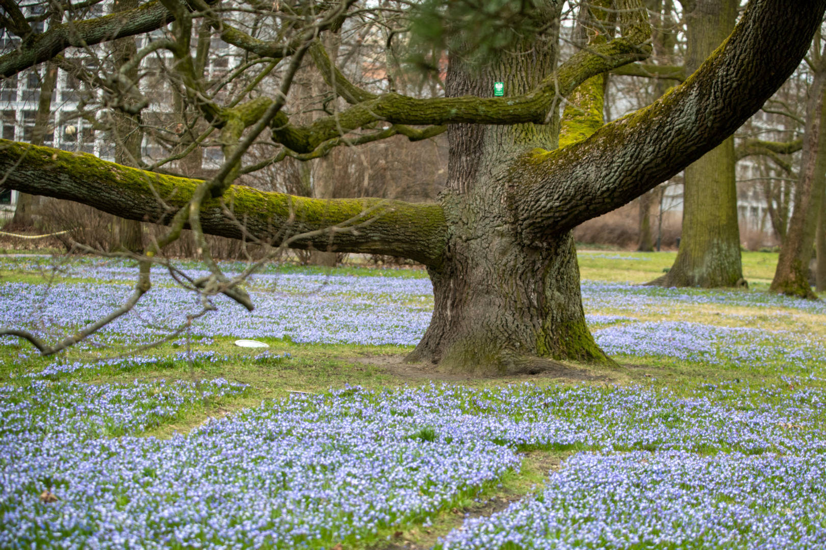 Łódź. „Fabrykant” – kandydat ogólnopolskiego konkursu „Drzewo roku 2025”.  Do konkursu zgłosili je Przemysław Bartos i Daniel Sobolewski – współautorzy projektu „Przyroda bez granic”.