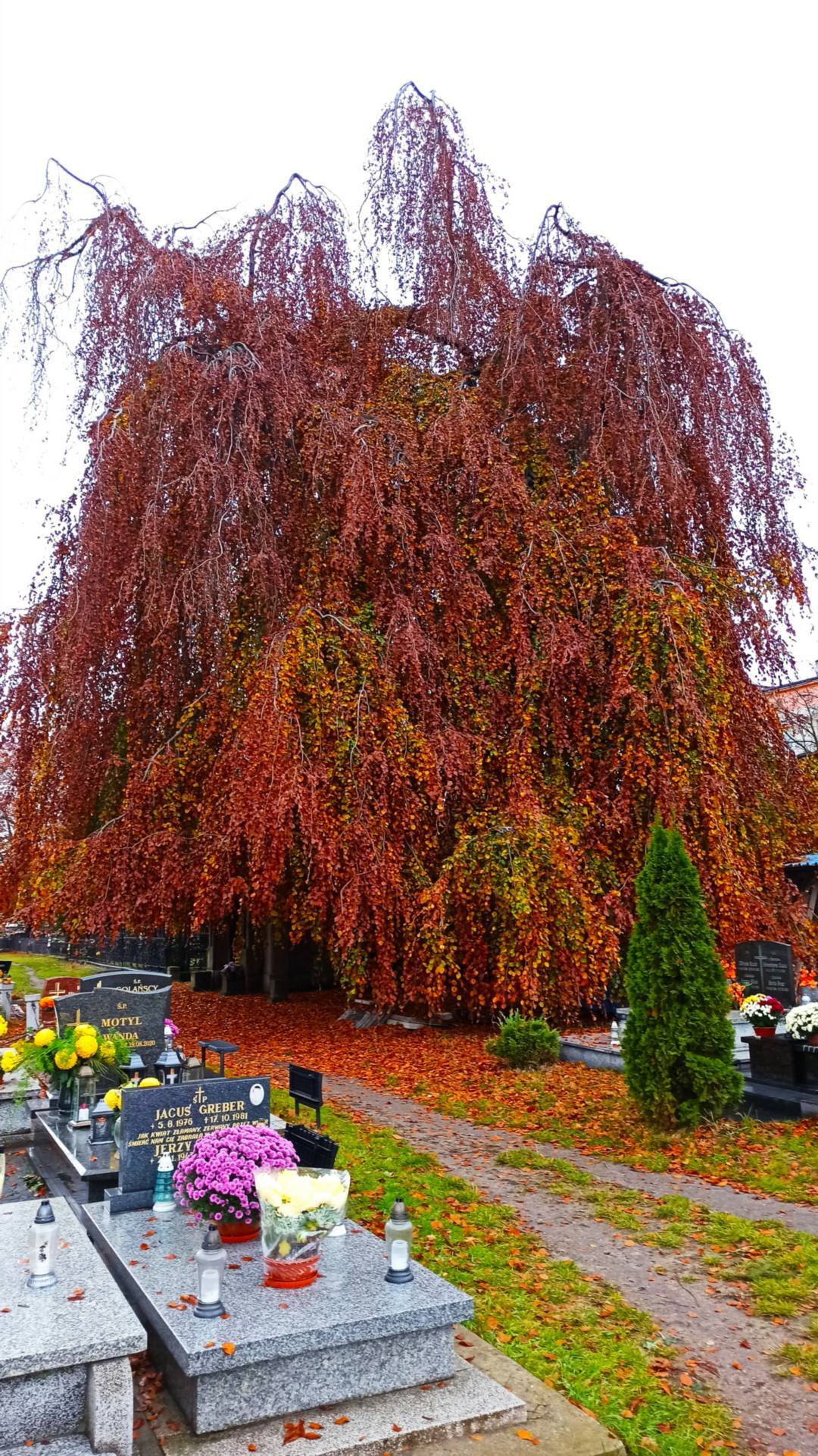 Sosnowiec, cmentarz ewangelicki. „Smutni bracia” – dwa buki – finaliści ogólnopolskiego konkursu „Drzewo roku 2023”.  Do konkursu zgłosił je Przemysław Bartos – autor projektu i strony „Przyroda dla Sosnowca”.