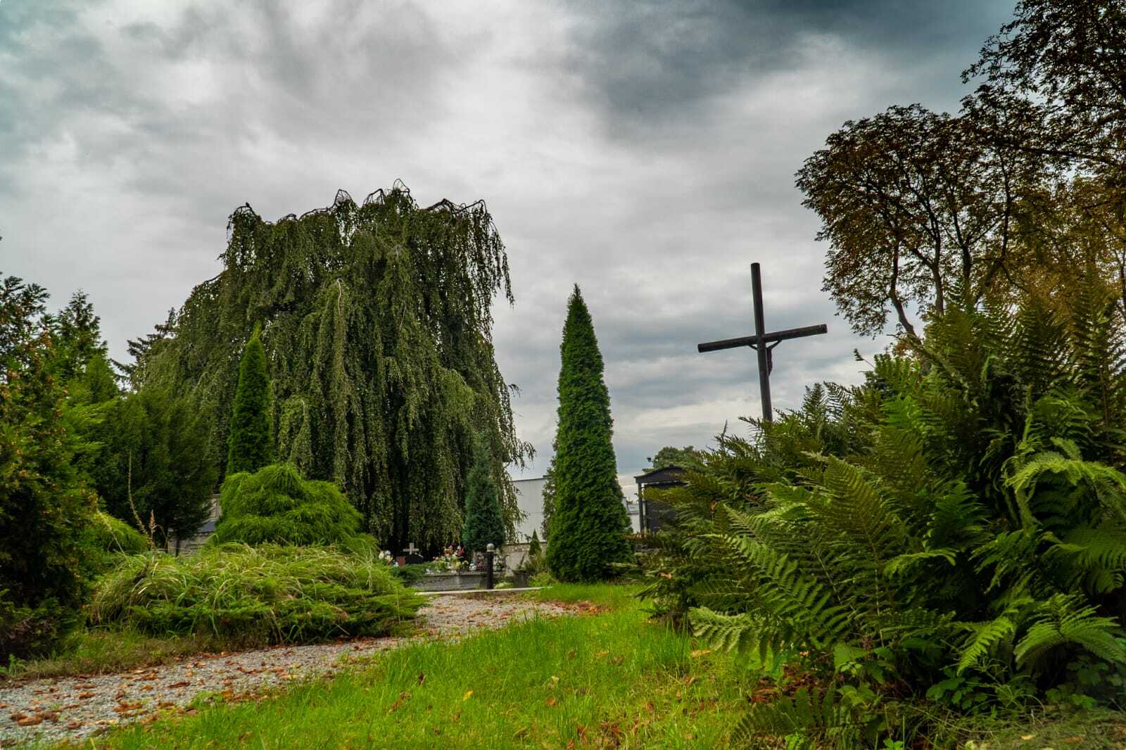 Sosnowiec, cmentarz ewangelicki. „Smutni bracia” – dwa buki – finaliści ogólnopolskiego konkursu „Drzewo roku 2023”.  Do konkursu zgłosił je Przemysław Bartos – autor projektu i strony „Przyroda dla Sosnowca”.