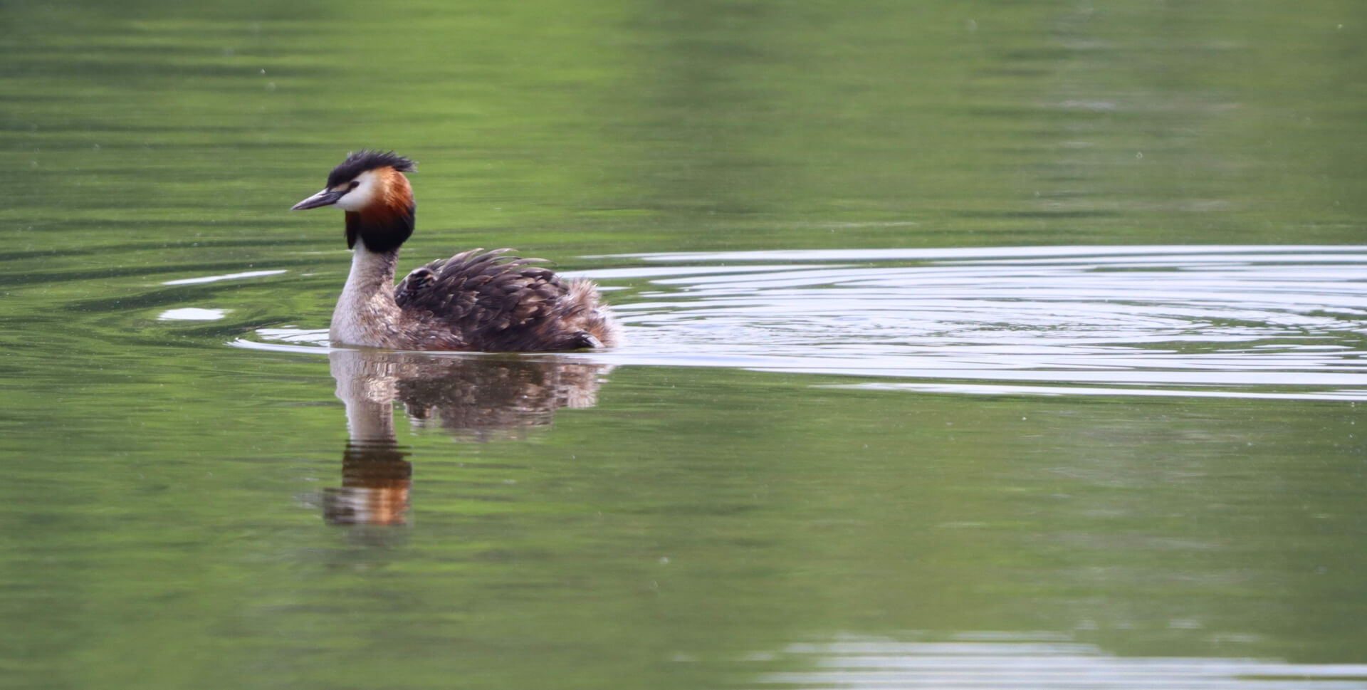 „Wiosenne ptakoliczenie 2025” na Stawikach. Inicjatywa Przemysława Bartosa – autora projektu i strony „Przyroda dla Sosnowca”.
