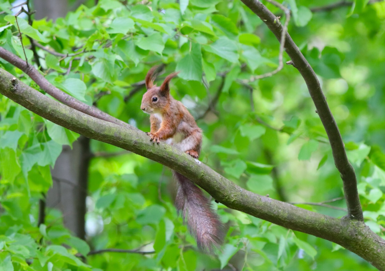 „Wiosenne ptakoliczenie 2025” na Stawikach. Inicjatywa Przemysława Bartosa – autora projektu i strony „Przyroda dla Sosnowca”.