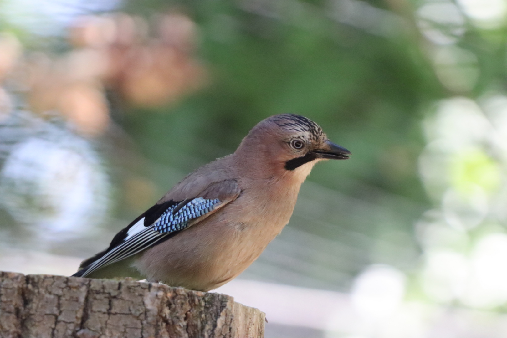 „Wiosenne ptakoliczenie 2025” na Stawikach. Inicjatywa Przemysława Bartosa – autora projektu i strony „Przyroda dla Sosnowca”.
