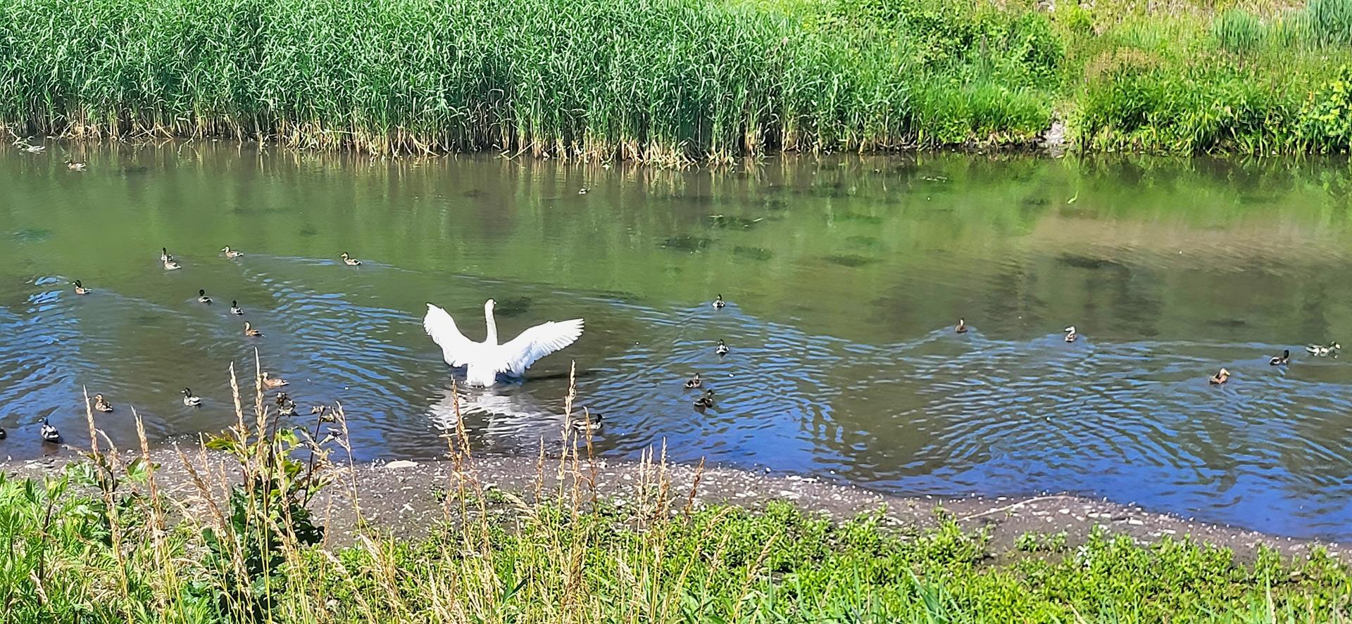 Ptaki nad Kłodnicą, czerwiec 2025
