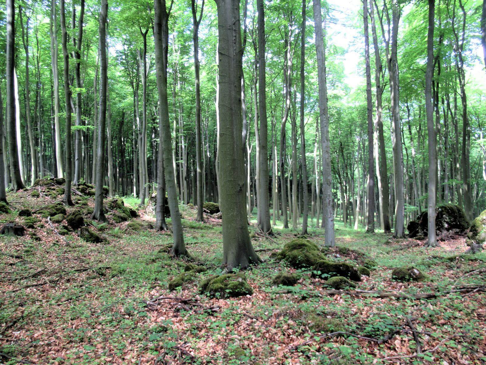 Rezerwat Bogdaniec 02