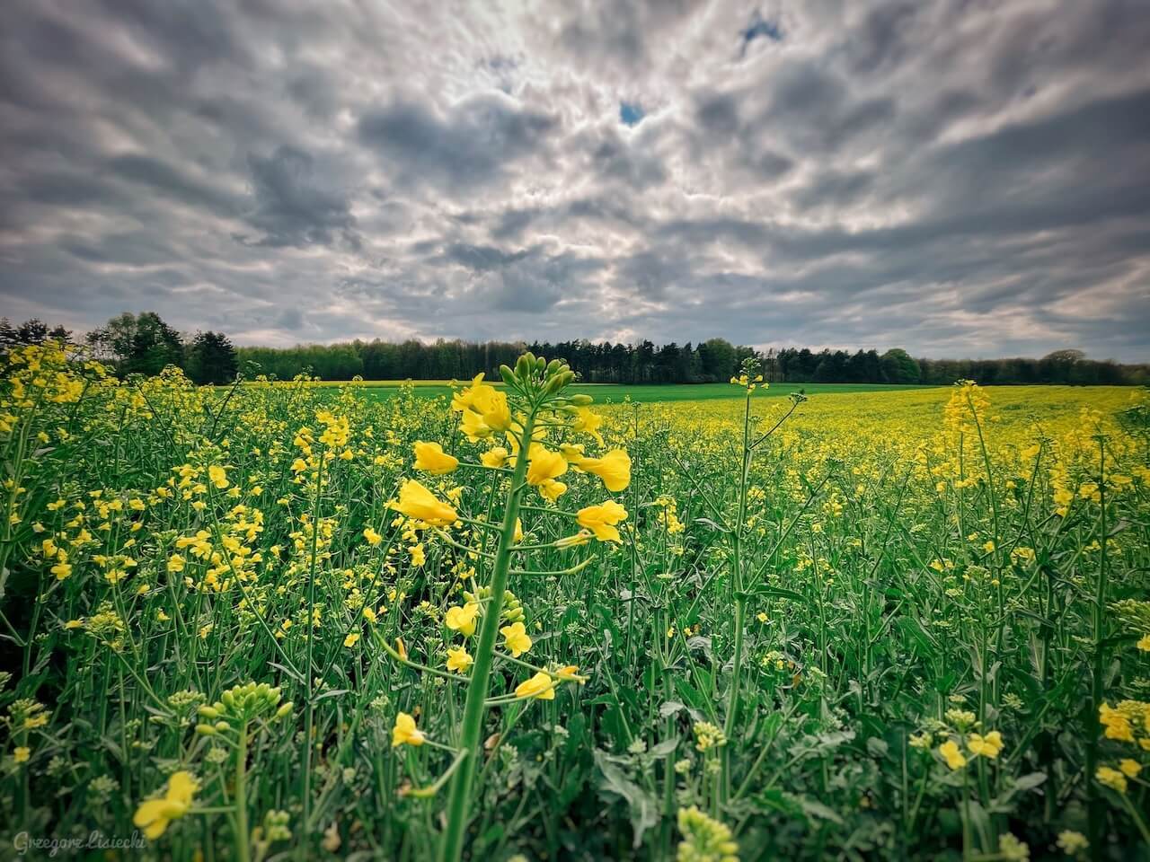 Rezerwat Segiet wiosną