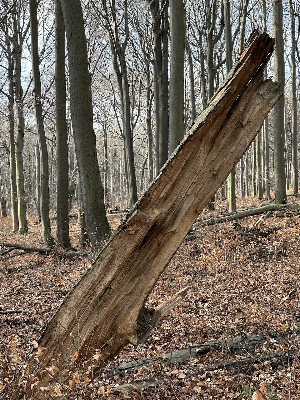 Rezerwat Segiet