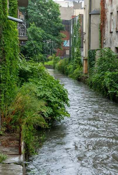 Rzeka Rawa, śródmieście Katowic, 28 lipca 2025. Fot. S. Rybok/UM Katowice