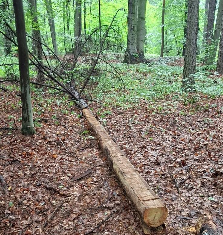 Sosnowiec-Maczki, Dąbrowa Górnicza-Trzebiesławice – lasy Nadleśnictwa Siewierz Lasów Państwowych. Nielegalnie konstrukcje do sportów ekstremalnych na rowerze. Sierpień 2026