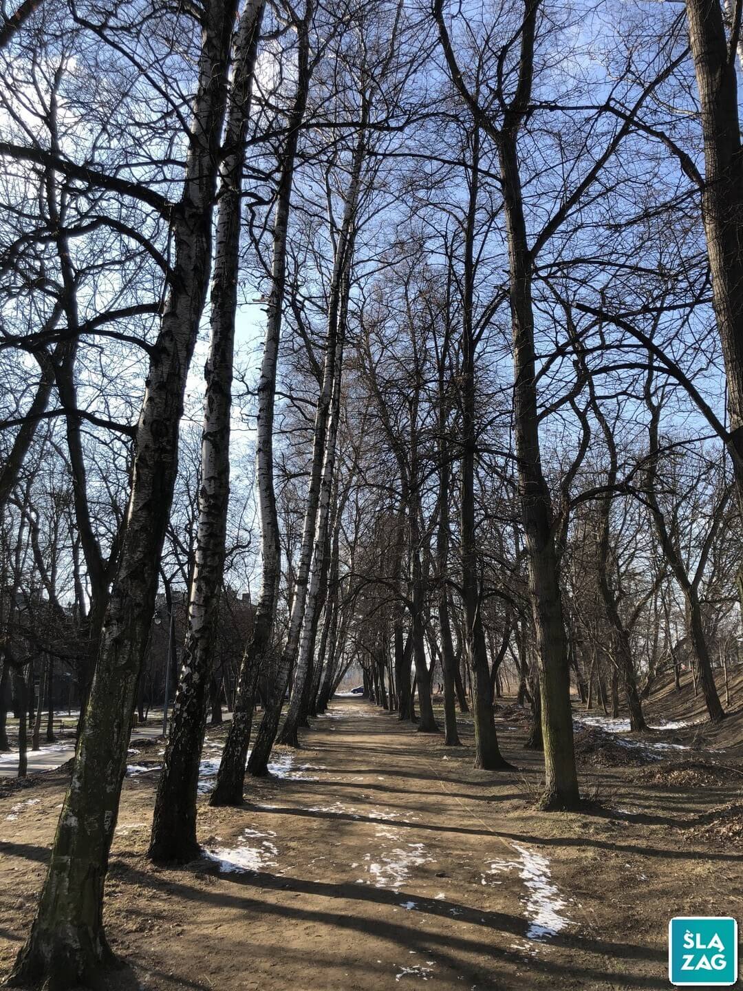 Park im. Mariana Maliny w Sosnowcu. 19 lutego 2025.