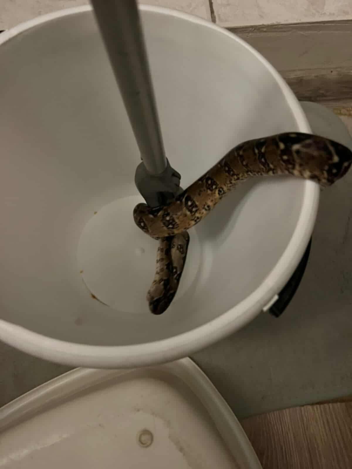 Sosnowiec-Pogoń. Wąż boa schwytany na balkonie przy ulicy Będzińskiej. 2 września 2025