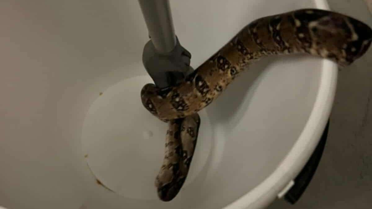 Sosnowiec-Pogoń. Wąż boa schwytany na balkonie przy ulicy Będzińskiej. 2 września 2025