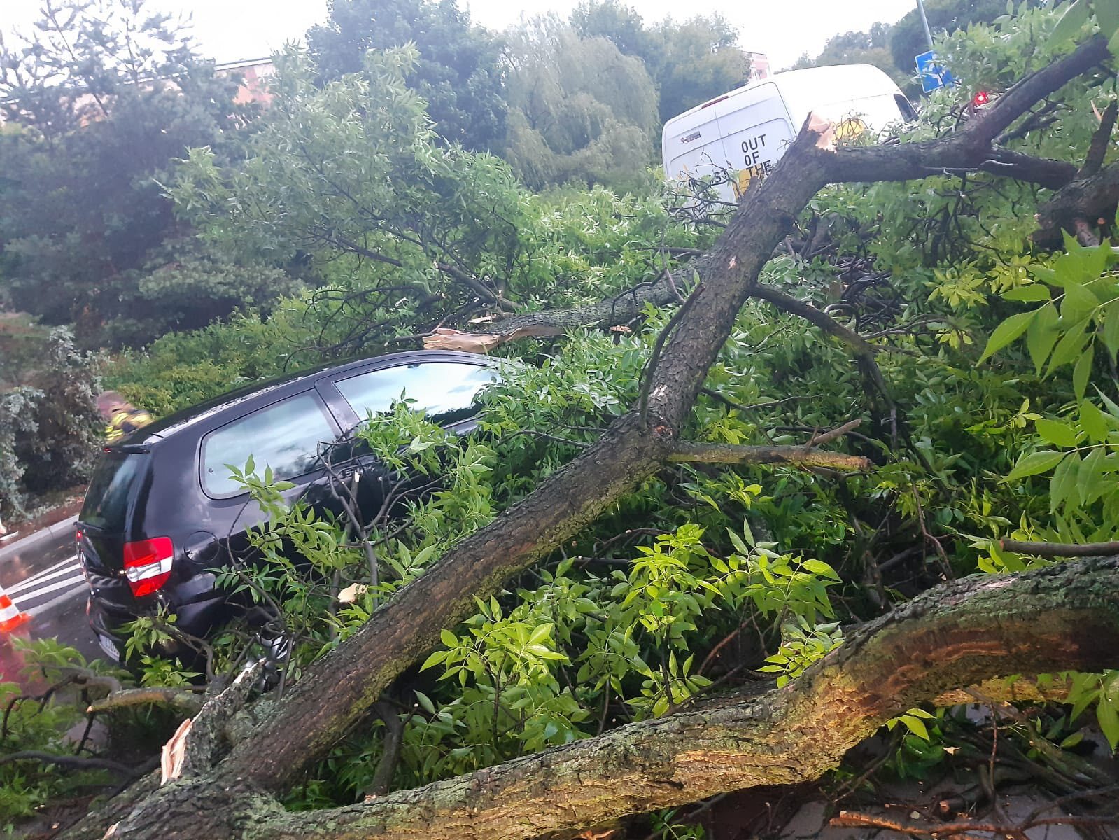 Sosnowiec-Pogoń. Drzewo przygniotło samochód na ulicy Stefana Roweckiego „Grota”. Grota. 23 czerwca 2025.