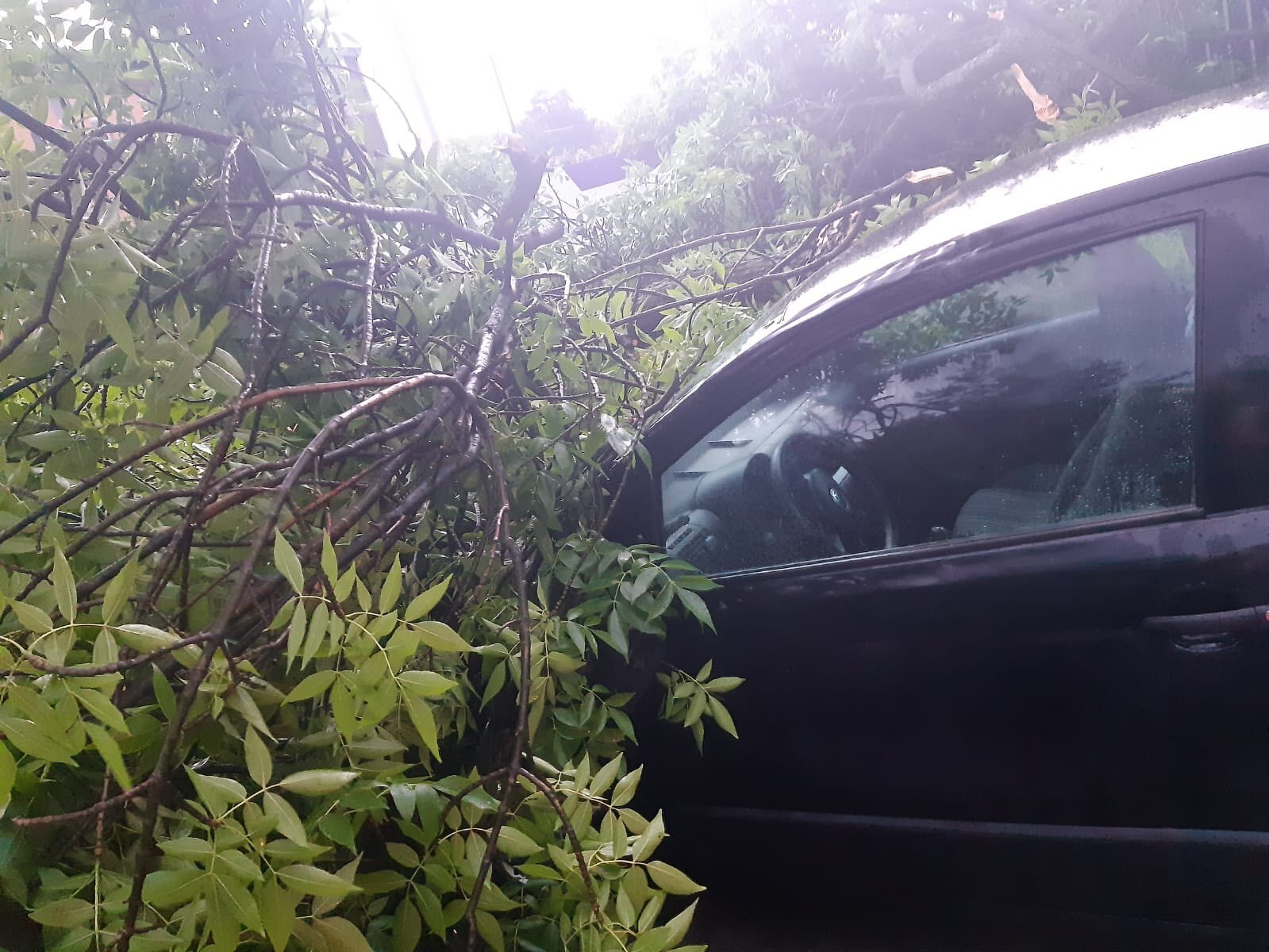 Sosnowiec-Pogoń. Drzewo przygniotło samochód na ulicy Stefana Roweckiego „Grota”. Grota. 23 czerwca 2025.