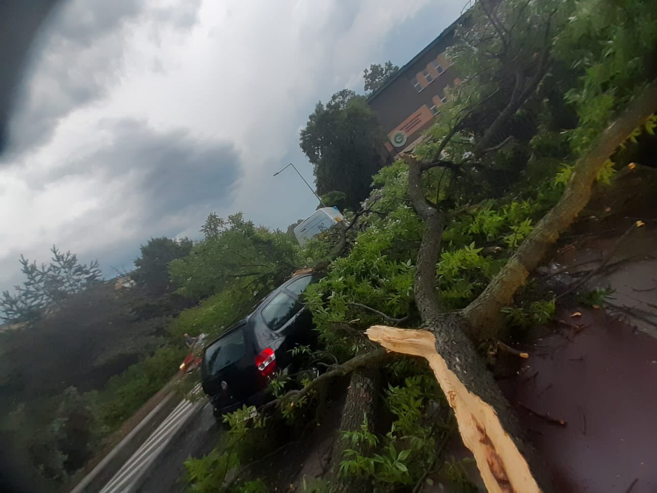 Sosnowiec-Pogoń. Drzewo przygniotło samochód na ulicy Stefana Roweckiego „Grota”. Grota. 23 czerwca 2025.
