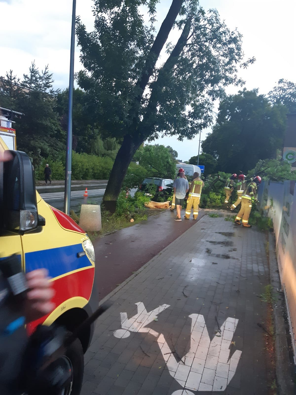 Sosnowiec-Pogoń. Drzewo przygniotło samochód na ulicy Stefana Roweckiego „Grota”. Grota. 23 czerwca 2025.