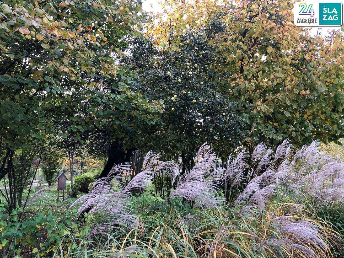 Sosnowiec-Zagórze. Park Kępa po rewitalizacji. 23 października 2025.
