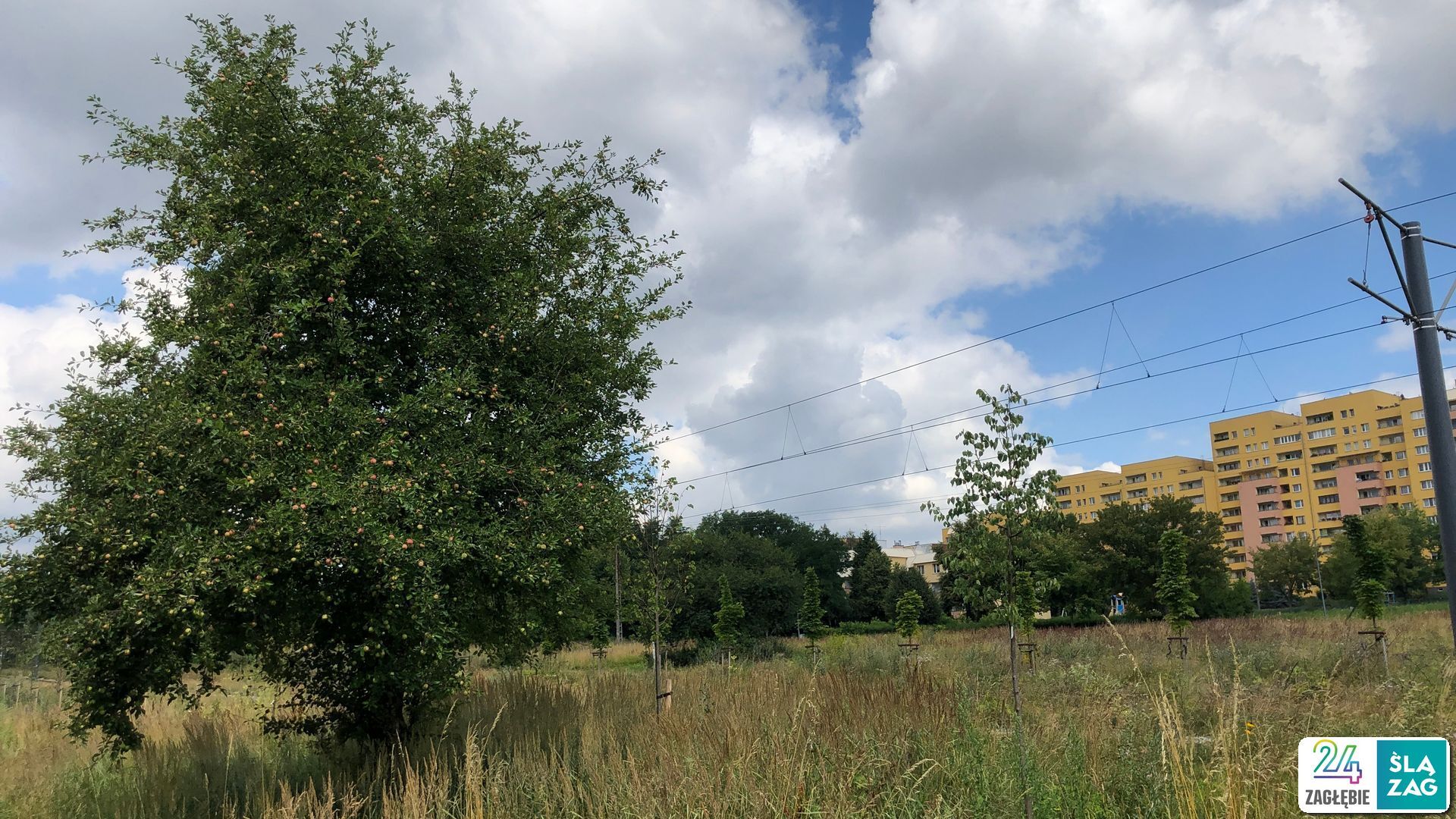 Sosnowiec-Zagórze. Nieużytki pomiędzy ulicami Teofila Lenartowicza i Białostocką. Tu będzie nowy park. 18 lipca 2025.