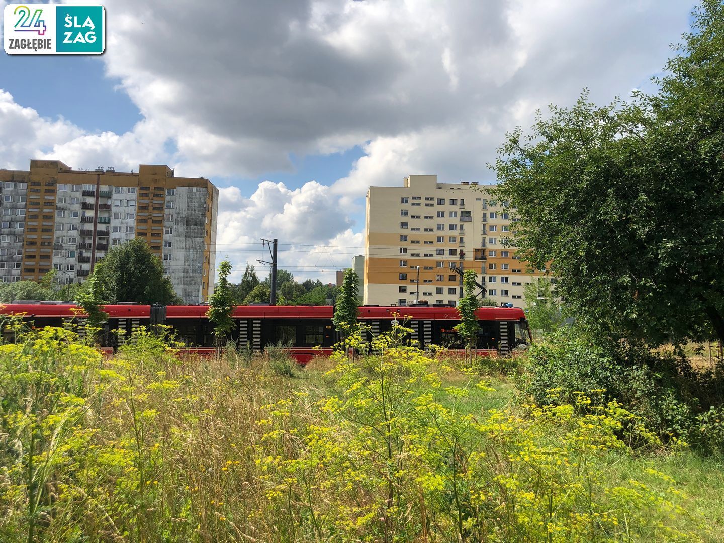 Sosnowiec-Zagórze. Nieużytki pomiędzy ulicami Teofila Lenartowicza i Białostocką. Tu będzie nowy park. 18 lipca 2025.
